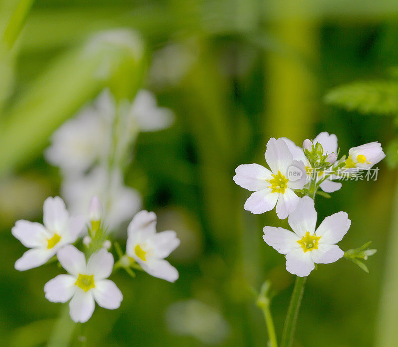 水紫(hotonia palustris)